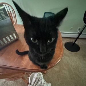 Meet your Posher, Lilliana